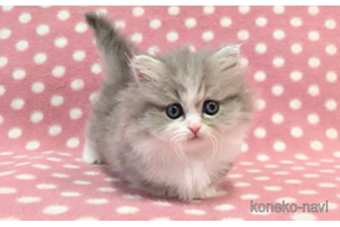 成約済の愛知県のミヌエット-112904の6枚目